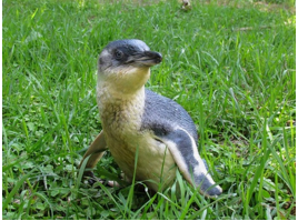penguin in grass